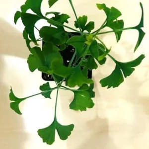 Ginkgo Tree Starter Plant Pot of 3 Live Plants 6-9 Inches Green