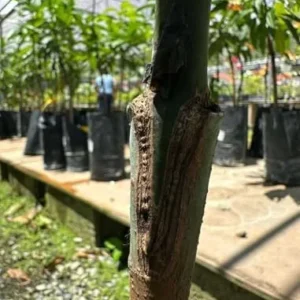 Grafted Valencia Pride Mango Tree Live Plant 3-4 Ft Tropical Fruit for Planting