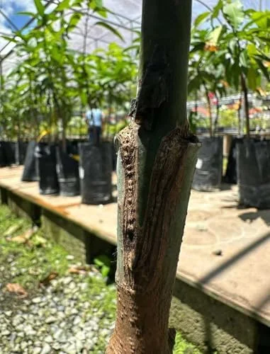 Grafted Valencia Pride Mango Tree Live Plant 3-4 Ft Tropical Fruit for Planting