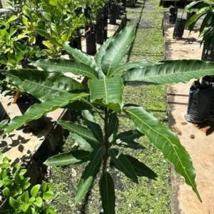 Grafted Valencia Pride Mango Tree Live Plant 3-4 Ft Tropical Fruit for Planting