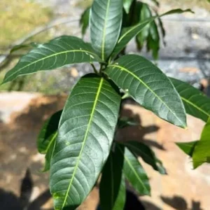 Grafted Valencia Pride Mango Tree Live Plant 3-4 Ft Tropical Fruit for Planting