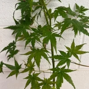 Green Japanese Maple Tree Live Plant 12-24 Inch Tall Green Natural in Gallon Pot