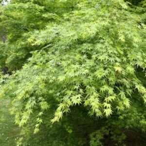 Green Japanese Maple Tree Live Plant 12-24 Inch Tall Green Natural in Gallon Pot