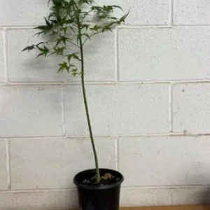 Green Japanese Maple Tree Live Plant 12-24 Inch Tall Green Natural in Gallon Pot