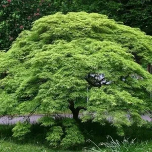 Green Japanese Maple Tree Live Plant 12-24 Inch Tall Green Natural in Gallon Pot