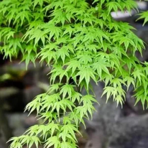 Green Japanese Maple Tree Live Plant 12-24 Inch Tall Green Natural in Gallon Pot
