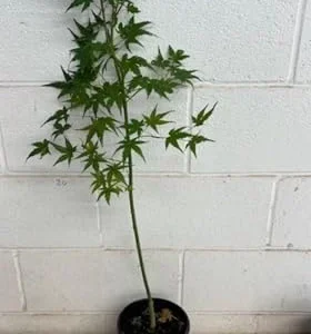 Green Japanese Maple Tree Live Plant 12-24 Inch Tall Green Natural in Gallon Pot