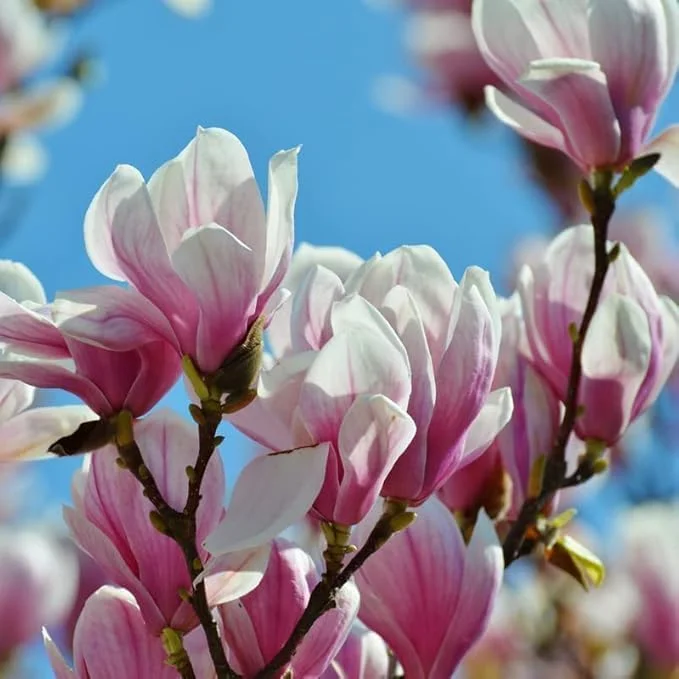 Jane Magnolia Trees 12-18" Tall Live Plants Pink Blooms Low Maintenance Gallon Pots