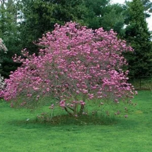 Jane Magnolia Trees 12-18
