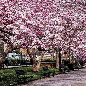 Jane Magnolia Trees 12-18