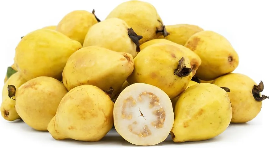 Mexican Cream Guava Tree Live Plant Tropical Fruit Tree 1-2 ft Tall Yellow Organic