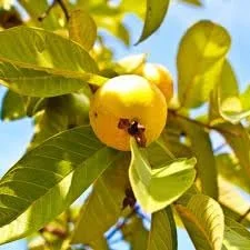 Mexican Cream Guava Tree Live Plant Tropical Fruit Tree 1-2 ft Tall Yellow Organic