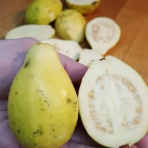 Mexican Cream Guava Tree Live Plant Tropical Fruit Tree 1-2 ft Tall Yellow Organic