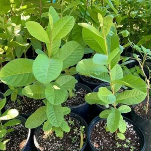 Mexican Cream Guava Tree Live Plant Tropical Fruit Tree 1-2 ft Tall Yellow Organic