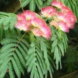 Mimosa Tree Seedlings Live Plants - Pink Flowering Shade Trees - Ornamental Landscape - Warm Zones 6-10