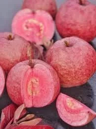 Red Guava Tropical Fruit Tree Live Plant, 1-2 ft Tall, Organic, Full Sun, for Fruit Gardens