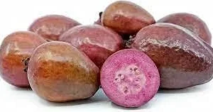 Red Guava Tropical Fruit Tree Live Plant, 1-2 ft Tall, Organic, Full Sun, for Fruit Gardens