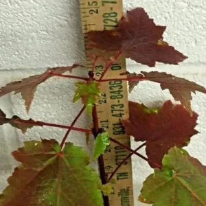Red Maple Trees Live Plants - 12-24
