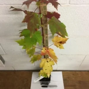 Red Maple Trees Live Plants 12-24 inches Tall, Quart Pots, 5-Pack, Purple Red Fall Color