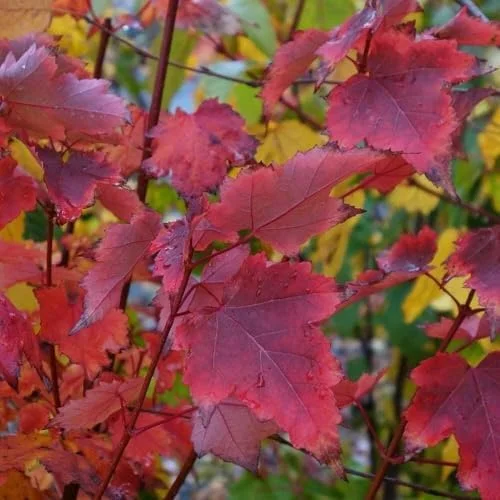 Red Maple Trees Live Plants 12-24 inches Tall, Quart Pots, 5-Pack, Purple Red Fall Color