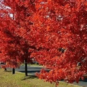 Red Maple Trees Live Plants 12-24 inches Tall, Quart Pots, 5-Pack, Purple Red Fall Color