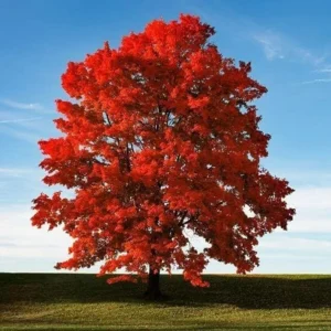 Red Maple Trees Live Plants 12-24 inches Tall, Quart Pots, 5-Pack, Purple Red Fall Color