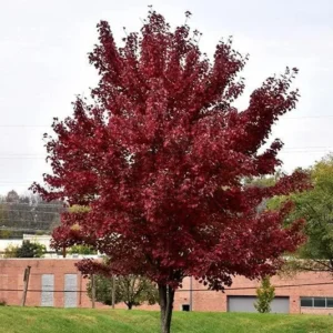 Red Maple Trees Live Plants 12-24 inches Tall, Quart Pots, 5-Pack, Purple Red Fall Color
