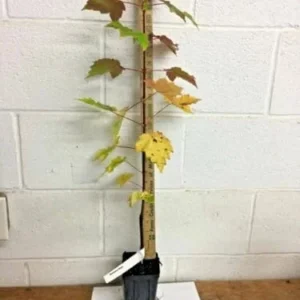 Red Maple Trees Live Plants 12-24 inches Tall, Quart Pots, 5-Pack, Purple Red Fall Color