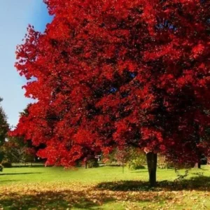 Red Maple Trees Live Plants 12-24 inches Tall, Quart Pots, 5-Pack, Purple Red Fall Color