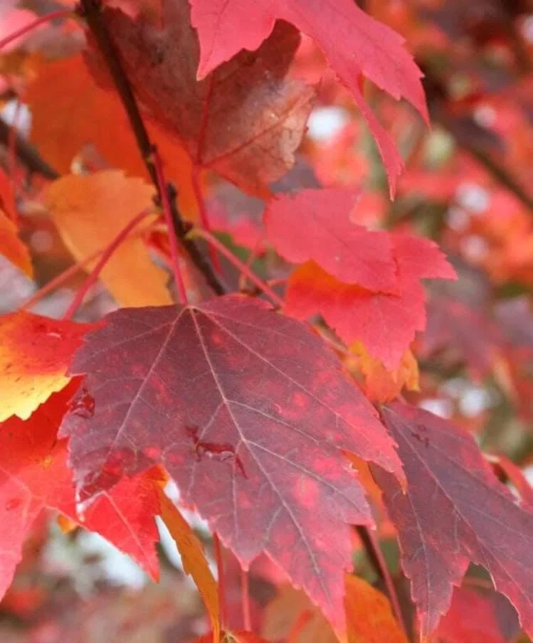 Red Maple Trees Live Plants - 6-12 inch Tall, Quart Pots, 2 Count, Brilliant Red Fall Color