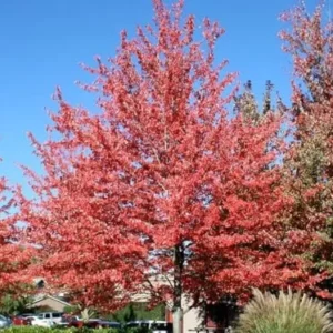 Red Maple Trees Live Plants - 6-12 inch Tall, Quart Pots, 2 Count, Brilliant Red Fall Color