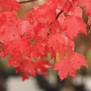 Red Maple Trees Live Plants - 6-12 inch Tall, Quart Pots, 2 Count, Brilliant Red Fall Color