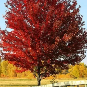 Red Maple Trees Live Plants - 6-12 inch Tall, Quart Pots, 2 Count, Brilliant Red Fall Color