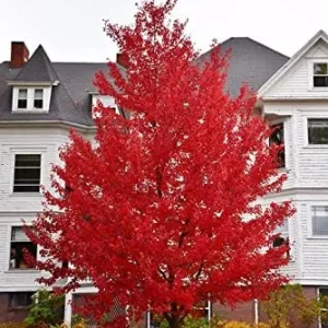 Red Maple Trees Live Plants - 6-12 inch Tall, Quart Pots, 2 Count, Brilliant Red Fall Color