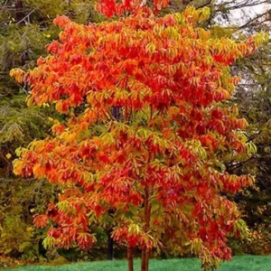 Sassafras Tree Live Plant 10-16 inch Tall Common Sassafras Seedling Quart Pot Sassafras albidum for Sale