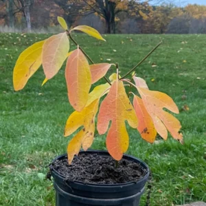 Sassafras Tree Live Plant 10-16 inch Tall Common Sassafras Seedling Quart Pot Sassafras albidum for Sale
