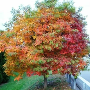 Sassafras Tree Live Plant 10-16 inch Tall Common Sassafras Seedling Quart Pot Sassafras albidum for Sale