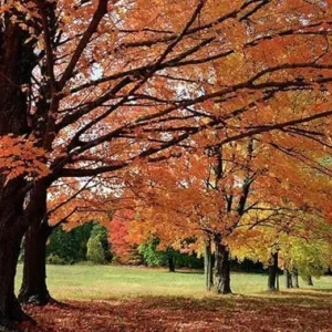 Sugar Maple Trees Live Plants - 10-18" Tall Seedlings - Quart Pots for Vibrant Fall Color
