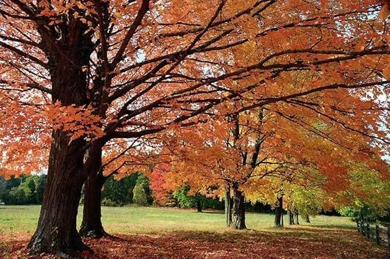 Sugar Maple Trees Live Plants - 10-18" Tall Seedlings - Quart Pots for Vibrant Fall Color