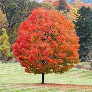 Sugar Maple Trees Live Plants - 10-18" Tall Seedlings - Quart Pots for Vibrant Fall Color