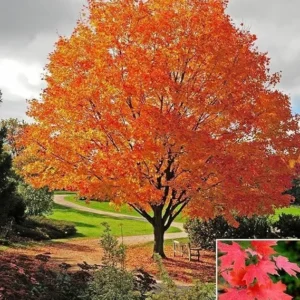 Sugar Maple Trees Live Plants - 10-18
