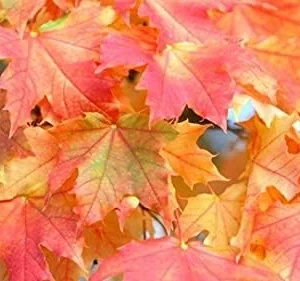 Sugar Maple Trees Live Plants - 10-18