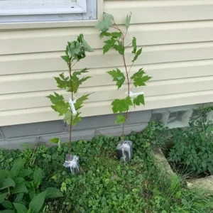 Sugar Maple Trees Live Plants - 10-18